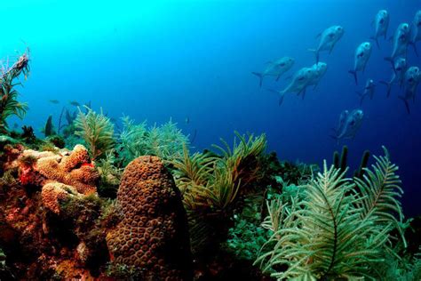 Exploring Florida Keys National Marine Sanctuary Scuba Diver Life