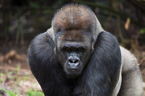 Eastern Lowland Gorilla Animal Facts Gorilla Berengei Graueri Az