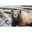 Alaska Brown Bear Snarling At Camera Stock Photo  Download Image Now