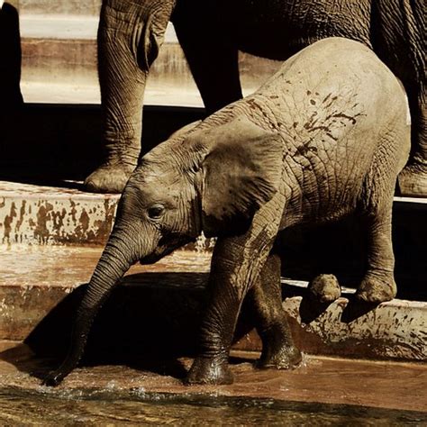 Baby Elephant Playing In The Water She Has The Right Idea Flickr