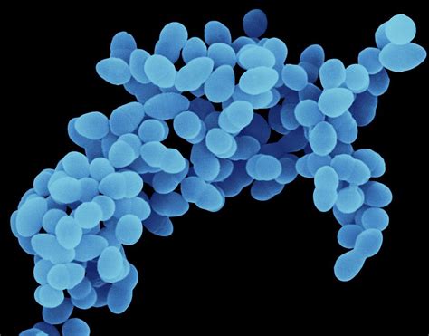 Staphylococcus Aureus 8 Photograph By Dennis Kunkel Microscopyscience