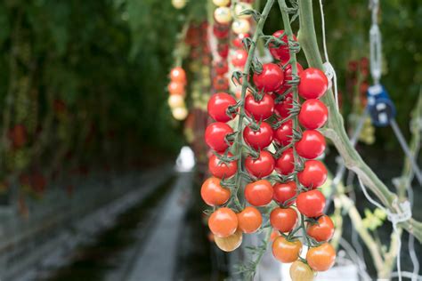 The Development Of A Tomato Naturefresh™ Farms