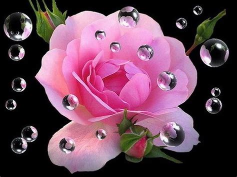 1366x768px 720p Free Download Raindrops Rose Pink Black Flower