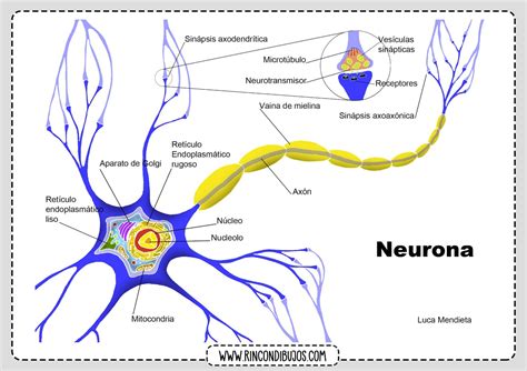 La Neurona Es Una Celula Nerviosa