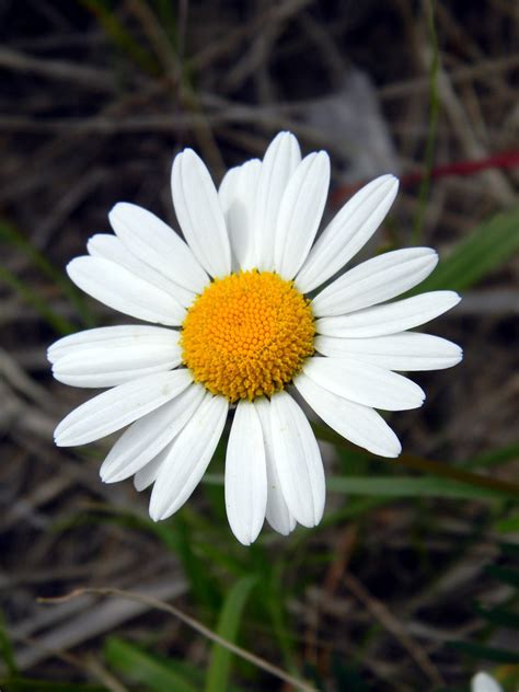Kostenlose Foto Natur Weiß Blume Blütenblatt Blühen Sommer