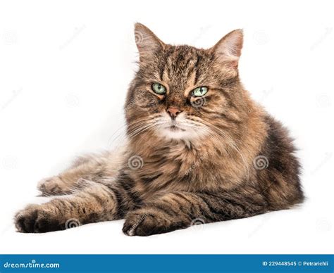 long hair tabby cat with beautiful green eyes and long whiskers lying sideways stock image