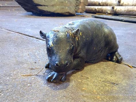 Nace Un Hipopótamo Pigmeo Cuya Especie Está En Peligro De Extinción