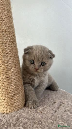 Ready To Reserve Lilac Scottish Fold Kittens Maidenhead Pets4homes