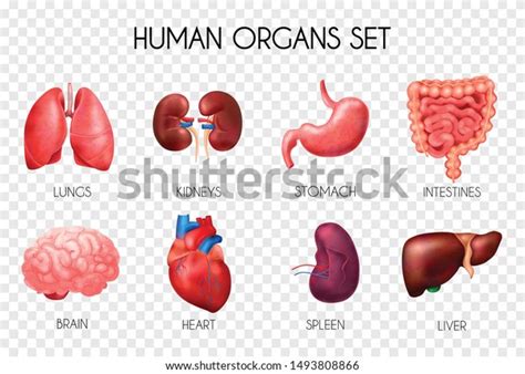 Realistic Human Internal Organs Transparent Icon Stock Vector Royalty