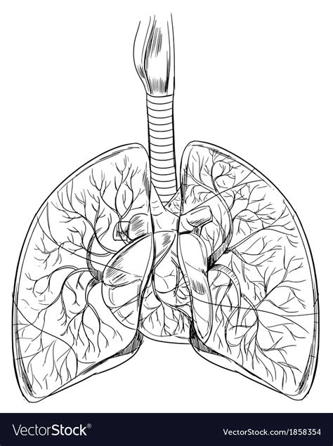 Human Lungs Royalty Free Vector Image Vectorstock