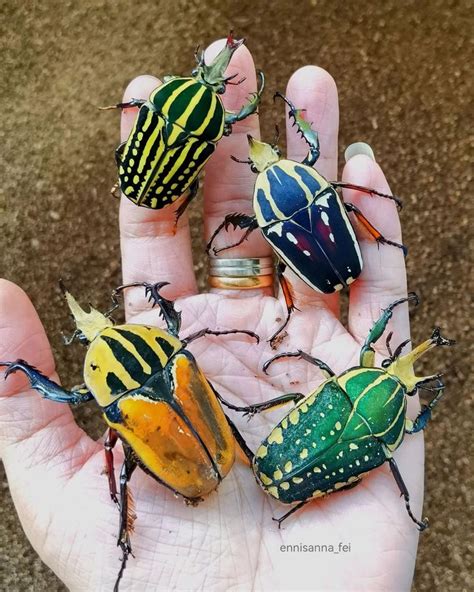 Four Different Colored Bugs Sitting On Top Of Each Other In Someones Hand