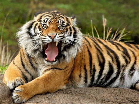 Daily Protein Science Bengal Tiger Historical In Asia