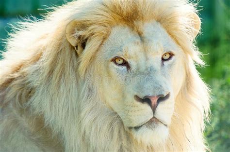 Beautiful White Lion Stock Photo Image Of Lion Beautiful