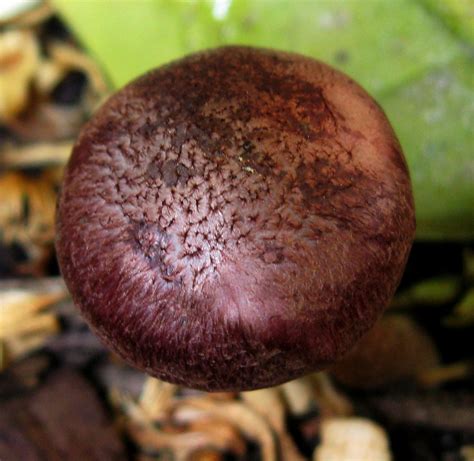 Gymnopilus Luteofolius In My Flower Pot Mushroom Hunting And