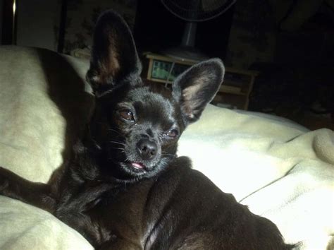 Black Chihuahuas I Love My Chi