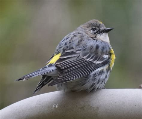 Sw Louisiana Birds