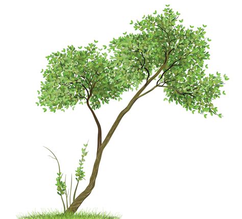 From the foster child to the homeless to the medically fragile child, our goal is to bring the best out of each person we photograph. Transparent Tree PNG Clipart | Gallery Yopriceville - High ...