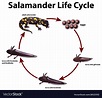 Diagram showing life cycle salamander Royalty Free Vector