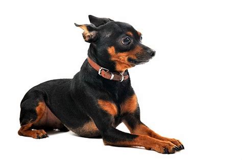 Miniature Pinscher Dog Breed Information Pictures Characteristics