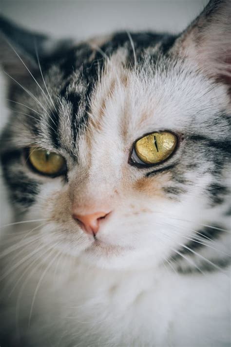 Portrait Of The Striped Cat With Beautiful Amber Eyes Stock Photo