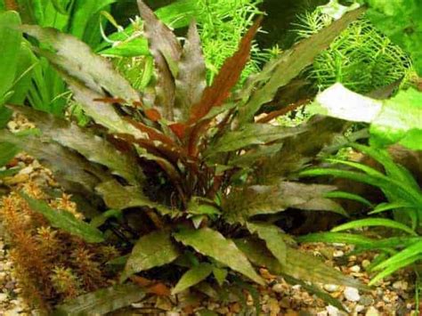 Cryptocoryne parva (1 pcs.) tropica aquarium plants a/s. Cryptocoryne Parva Care Guide - Planting, Growing, and ...