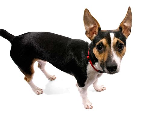 jack chi dog breed   jack russell  chihuahuas