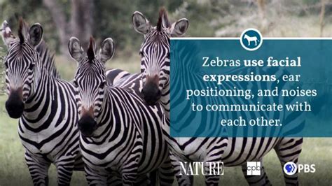 Zebra Fact Sheet Blog Nature Pbs