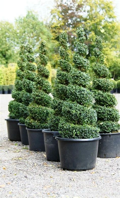 Small Boxwood Spiral Topiary Trees And Potted Spiral Topiary Topiary