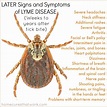How the Lyme Disease Rash Righted a Wrong |- ChristyBrunke.com
