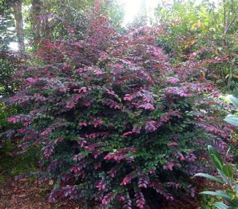 Here are our favorite evergreen shrubs. Loropetalum Chinense | Loropetalum chinense brightens up ...
