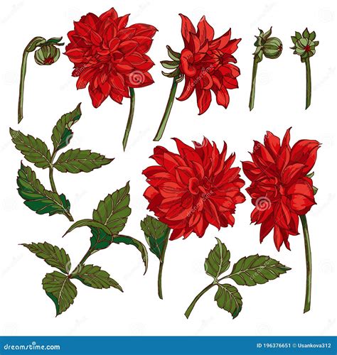 Red Dahlias Set Of Vector Clipart Flowers Buds Leaves