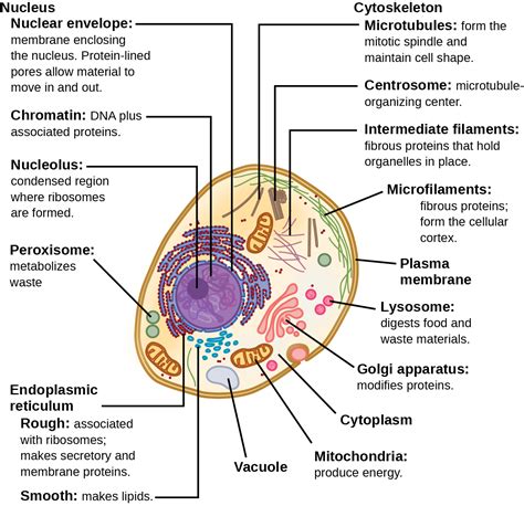 Biology E The Cell Cell Structure Eukaryotic Cells INFOhio Open Space