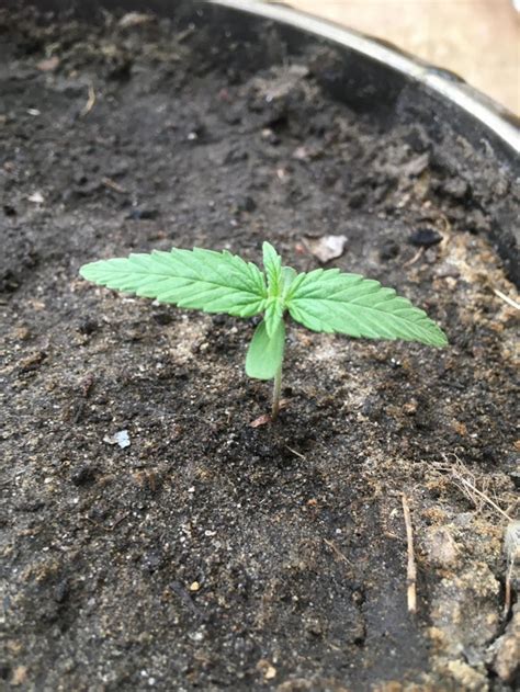 Little Baby 10 Days Old Blueberry Autoflower My First Try