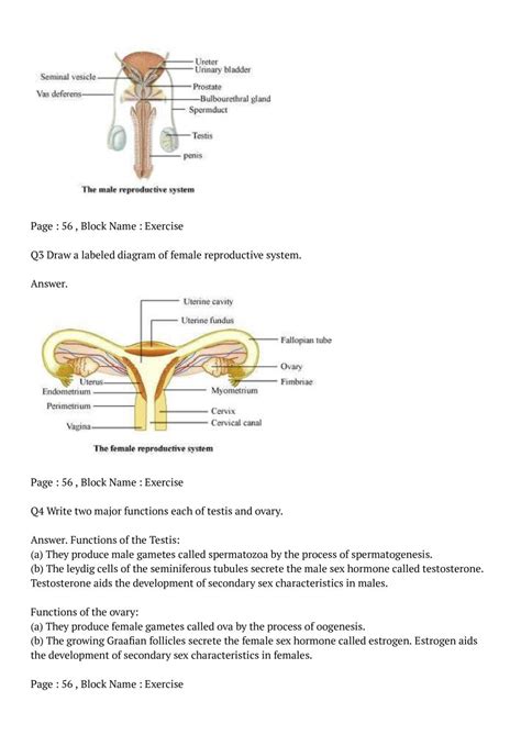 Ncert Solutions For Class 12 Biology Chapter 2 Human Reproduction Pdf