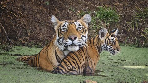 A pesar de los rumores sobre su partida, tuca ferretti actúa con normalidad en tigres (youtube.com). LA INDIA: LOS TIGRES, EN PELIGRO DE EXTINCIÓN - YouTube