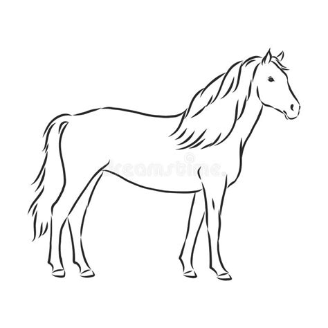 Ilustración De Vector De Caballo Contorno Blanco Y Negro Hermoso