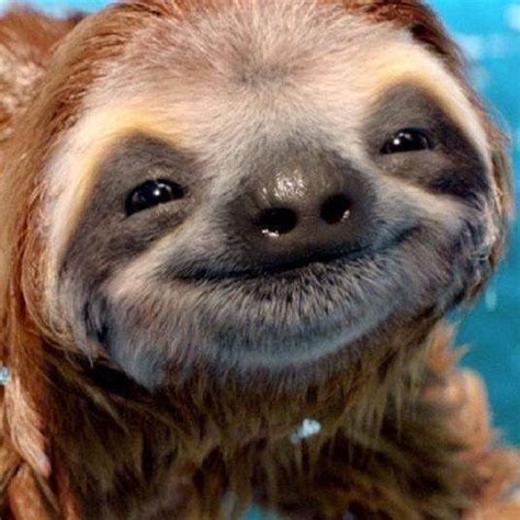 Pin By Tammy Skaggs On Sloths Cute Baby Sloths Baby Animals Funny