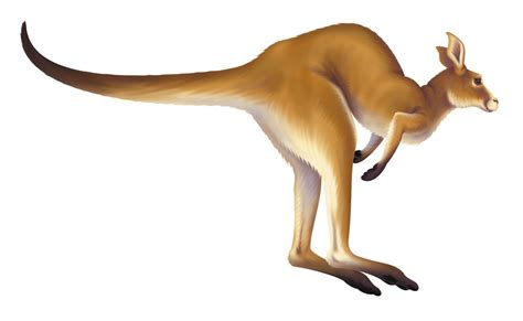 Kangaroo Clipart 5 Clipartix