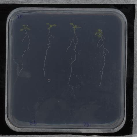 Quantification Of Salt Induced Changes In Root System Architecture In