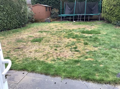 Dead Lawn Front And Back Of House — Bbc Gardeners World Magazine