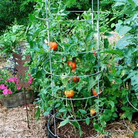 Planting Tips To Achieve The Best Crop Of Tomatoes The