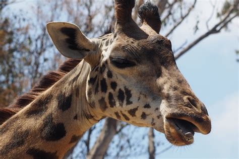 Maasai Giraffe Zoochat