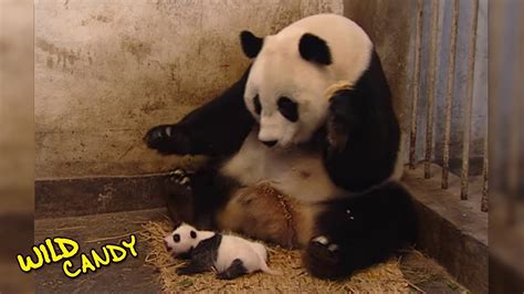 Sneezing Baby Panda Original Video Youtube
