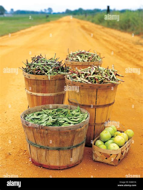 Bushel Of Tomatoes Hi Res Stock Photography And Images Alamy