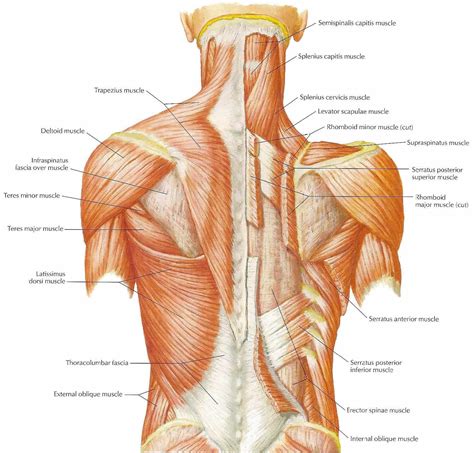 The twelve thoracic vertebrae of the chest and upper back are located in the spinal column inferior to the cervical vertebrae of the neck and superior to lumbar vertebrae of the lower back. Best Exercises for your Back | I AM SURVIVORDEAN