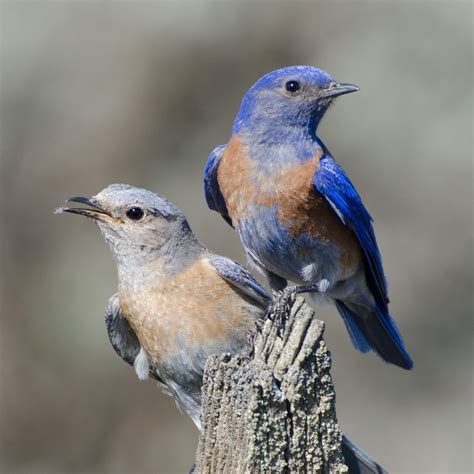 Western Bluebird National Geographic