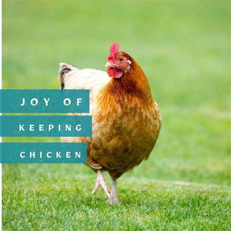 Joy Of Keeping Chickens