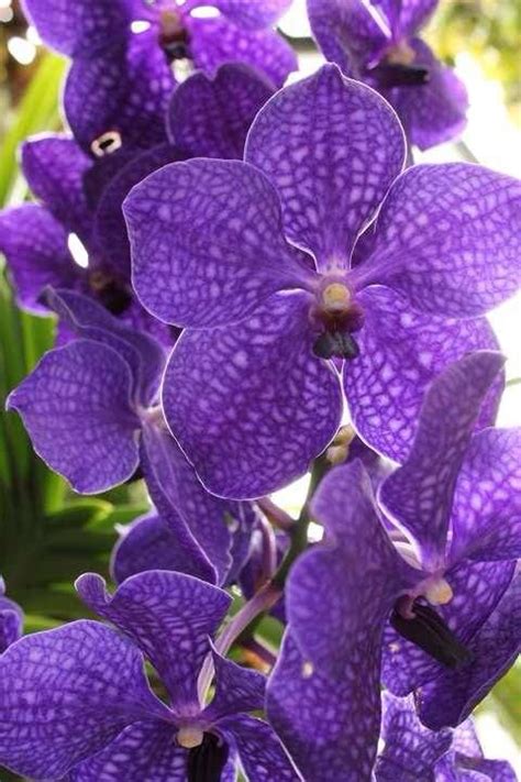 Purple Flowers Purple Orchids Purple Flowers Garden Vanda Orchids