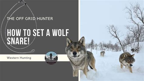 How To Set A Wolf Snare WOLF THE OFF GRID HUNTER YouTube