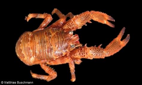 Squat Lobster Uk